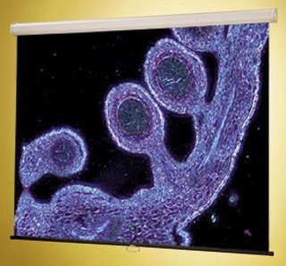 Экран Draper Luma NTSC (3:4) 244/96" (100'', 8') 152*203 MW ручной,настенно-потолочный