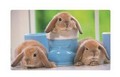 Коврик для мыши  Buro BU-SBD126/RS (Rabbits) каучук+ткань  410 х 250 х 1.5 мм