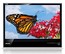 Монитор Asus TFT 23.6" MS246H glossy-black 16:9 FullHD (2ms GTG) HDMI 50000:1 250cd